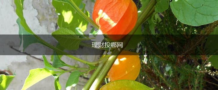 理财投哪网,第1张