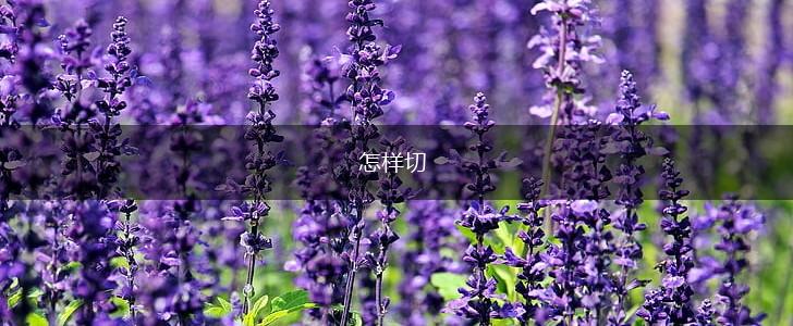 怎样切,第1张