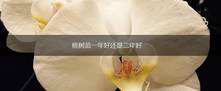 桃树苗一年好还是二年好,第1张
