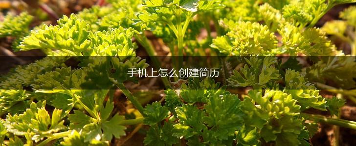 手机上怎么创建简历,第1张
