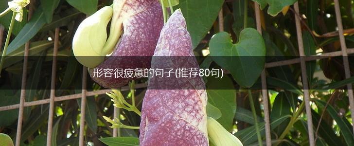 形容很疲惫的句子(推荐80句),第1张