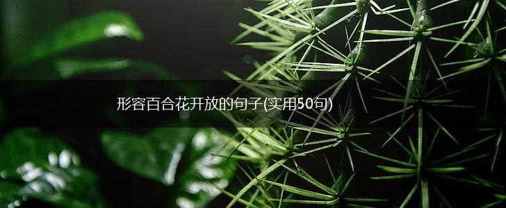 形容百合花开放的句子(实用50句),第1张