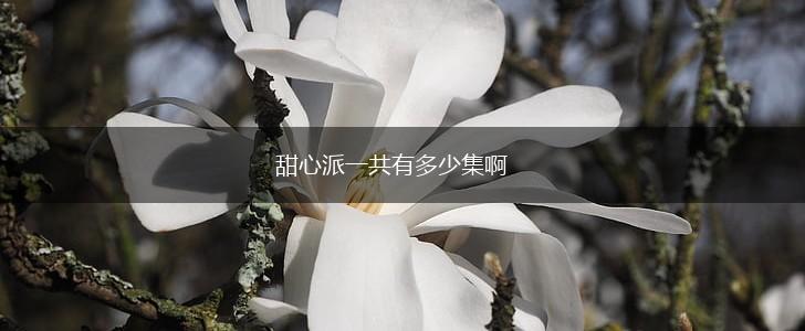 甜心派一共有多少集啊,第1张
