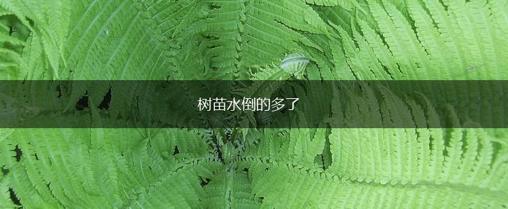树苗水倒的多了,第1张