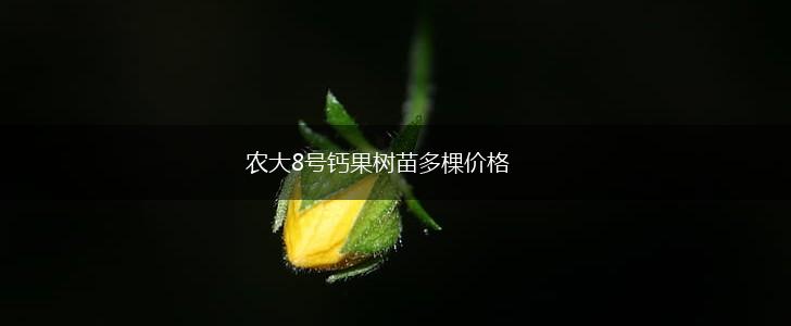 农大8号钙果树苗多棵价格,第1张