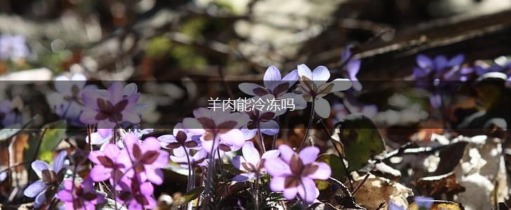 羊肉能冷冻吗,第1张