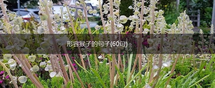 形容猴子的句子(60句),第1张