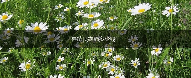 喜结良缘酒多少钱,第1张