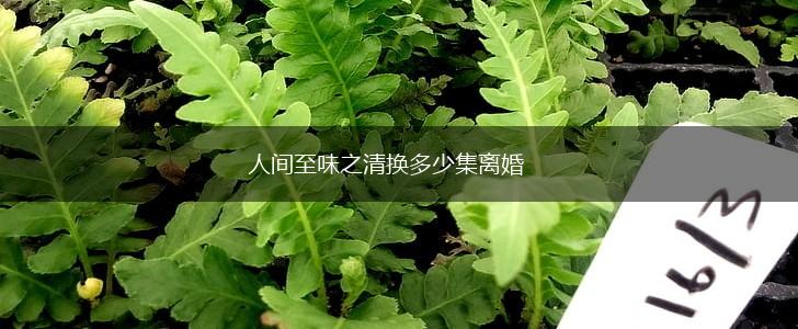 人间至味之清换多少集离婚,第1张