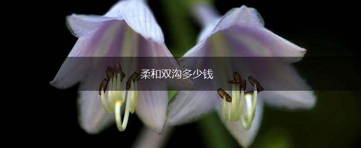 柔和双沟多少钱,第1张