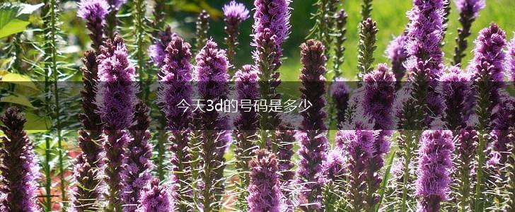 今天3d的号码是多少,第1张