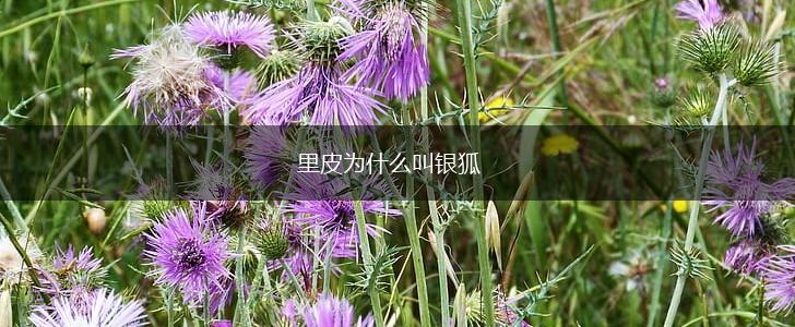 里皮为什么叫银狐,第1张