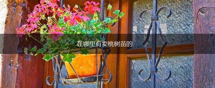 在哪里有卖桃树苗的,第1张