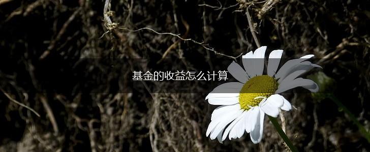 基金的收益怎么计算,第1张