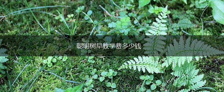 聪明树早教学费多少钱,第1张