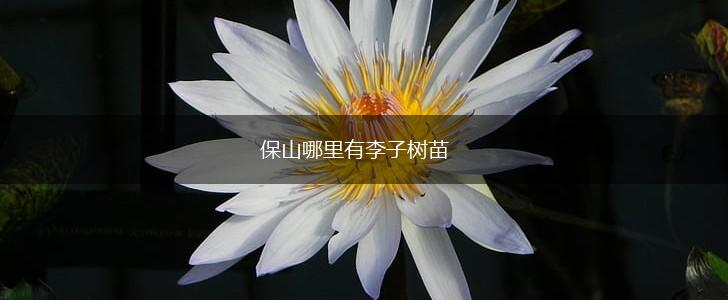保山哪里有李子树苗,第1张