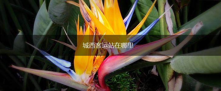 城西客运站在哪里,第1张