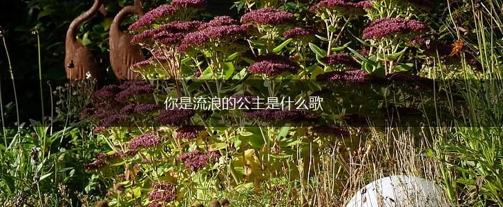 你是流浪的公主是什么歌,第1张