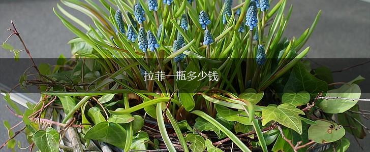 拉菲一瓶多少钱,第1张