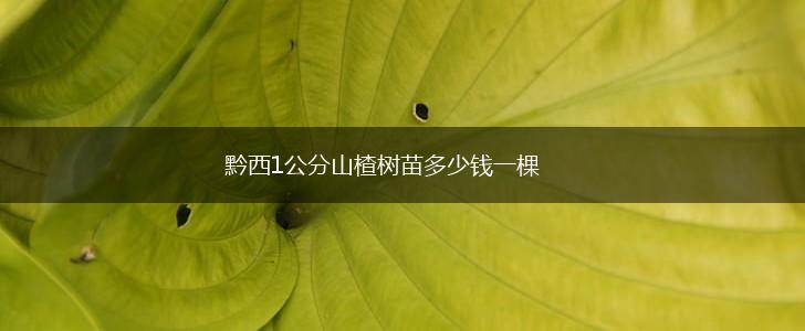 黔西1公分山楂树苗多少钱一棵,第1张