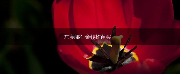 东莞哪有金钱树苗买,第1张