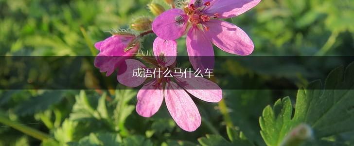 成语什么马什么车,第1张