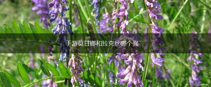 手游莫甘娜和拉克丝哪个强,第1张