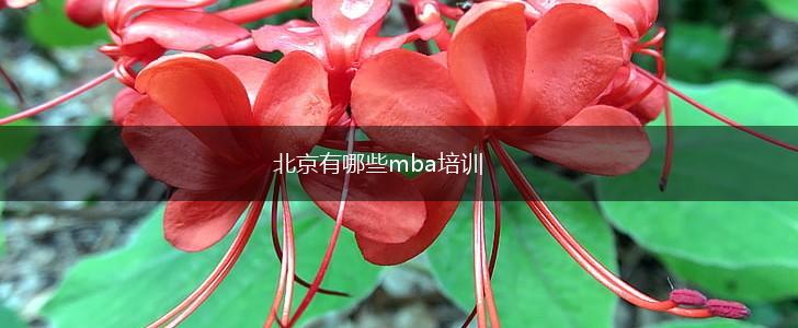 北京有哪些mba培训,第1张