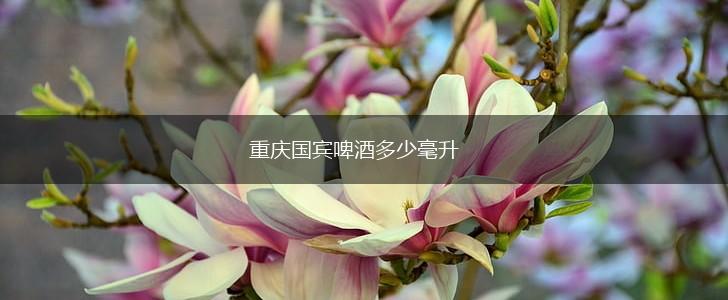 重庆国宾啤酒多少毫升,第1张
