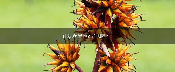 正规药品网站有哪些,第1张