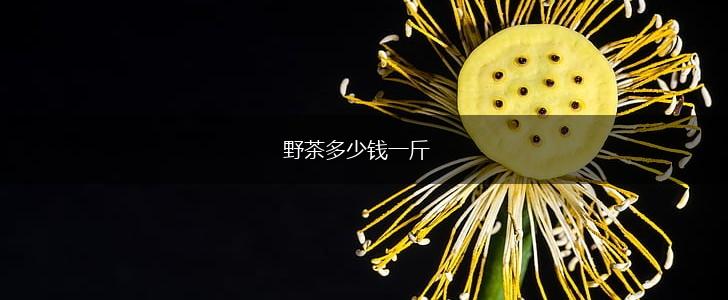 野茶多少钱一斤,第1张