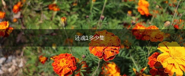 还魂1多少集,第1张