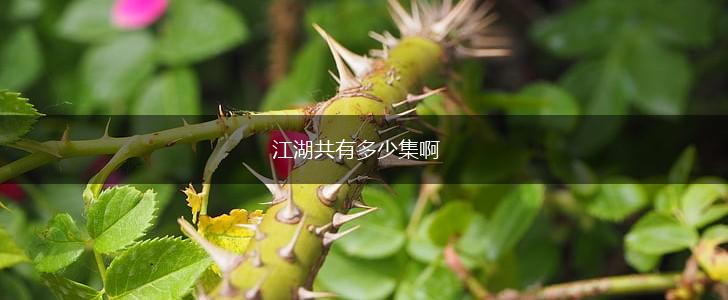 江湖共有多少集啊,第1张