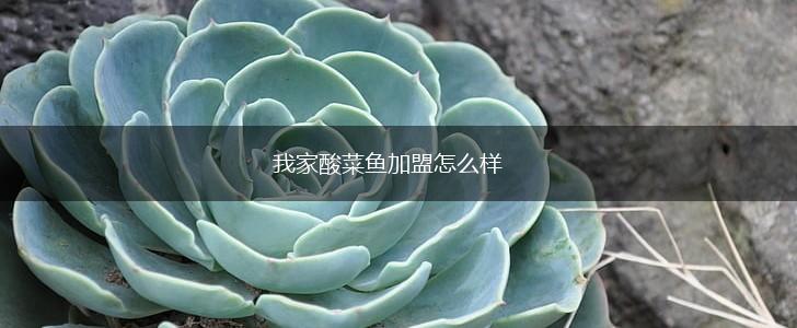 我家酸菜鱼加盟怎么样,第1张