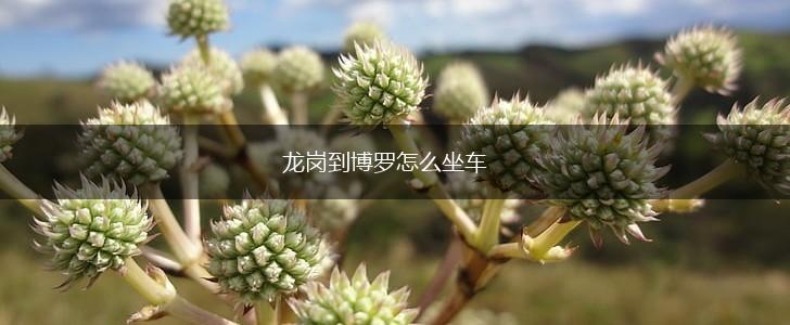 龙岗到博罗怎么坐车,第1张