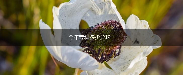 今年专科多少分粉,第1张