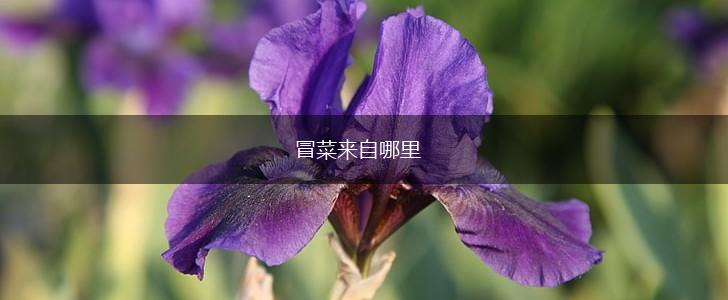 冒菜来自哪里,第1张