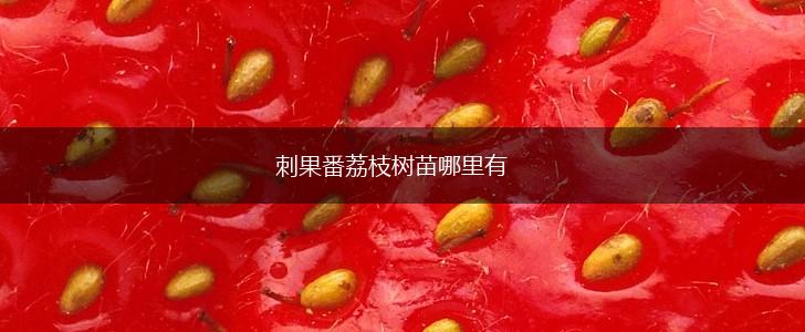 刺果番荔枝树苗哪里有,第1张