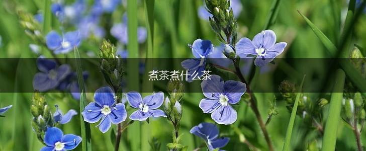 煮茶煮什么茶,第1张
