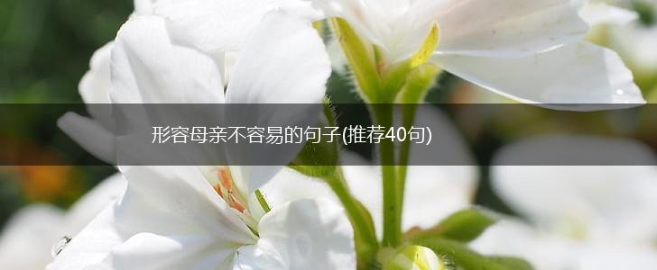 形容母亲不容易的句子(推荐40句),第1张