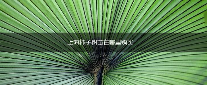 上海柿子树苗在哪里购买,第1张