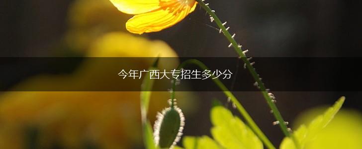 今年广西大专招生多少分,第1张