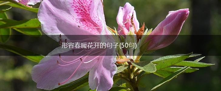 形容春暖花开的句子(50句),第1张