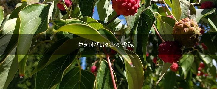 萨莉亚加盟费多少钱,第1张