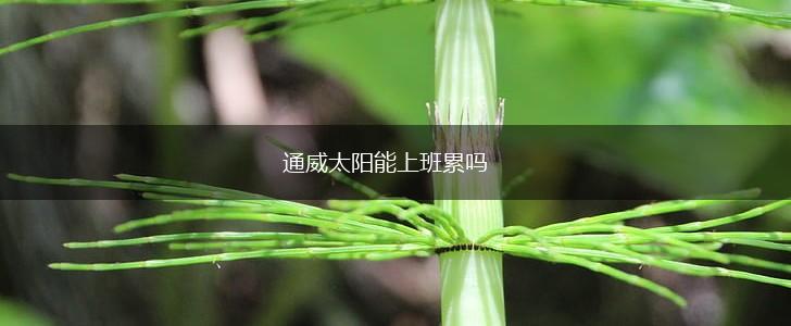 通威太阳能上班累吗,第1张