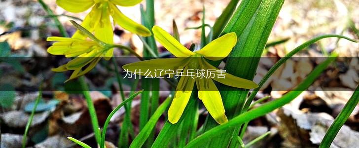 为什么辽宁乒乓球厉害,第1张