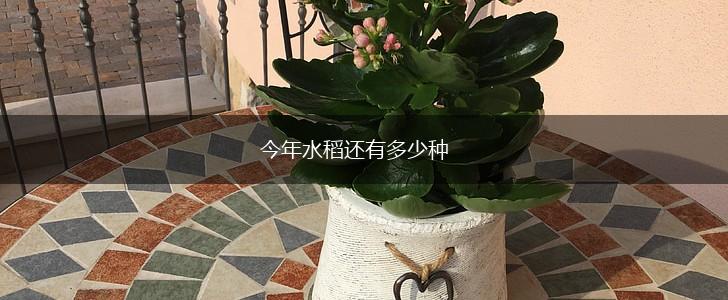 今年水稻还有多少种,第1张