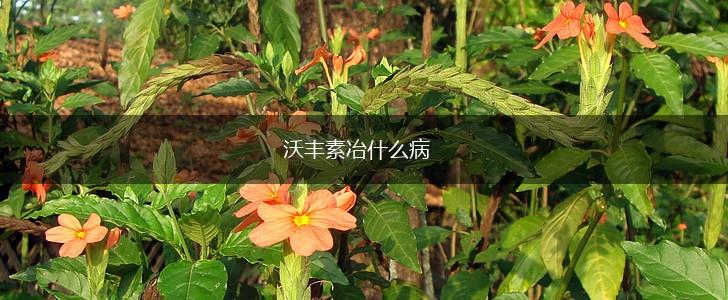 沃丰素冶什么病,第1张