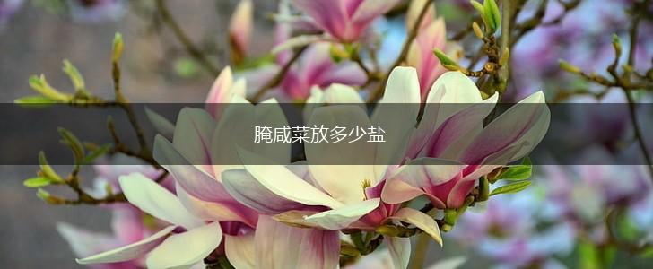 腌咸菜放多少盐,第1张