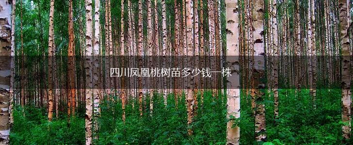 四川凤凰桃树苗多少钱一株,第1张